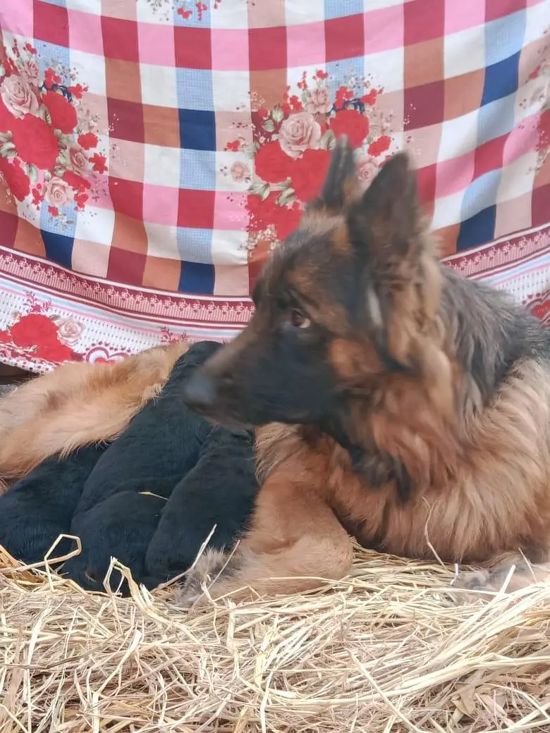 German shepherd long coat male puppies — photo 4
