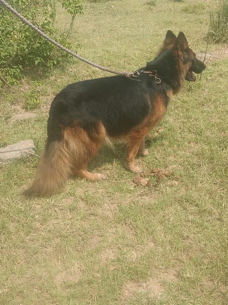 German shepherd long coat male puppies — photo 5