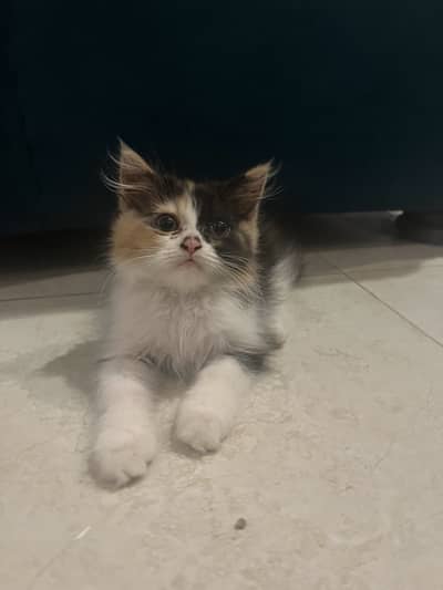 Persian Kitten female