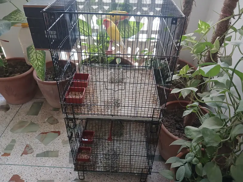 Cage for sell — photo 2
