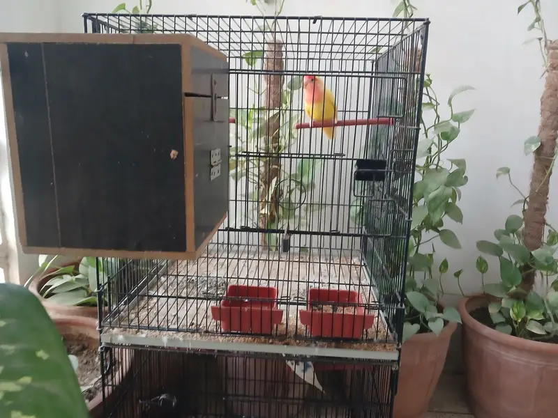 Cage for sell — photo 3