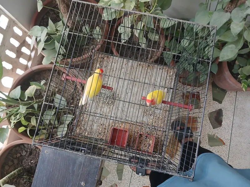 Cage for sell — photo 4