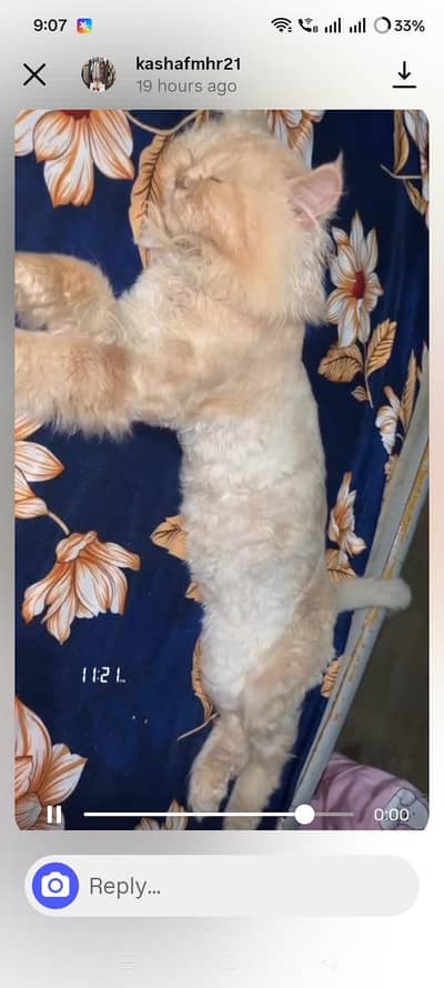 1 year male litter trined