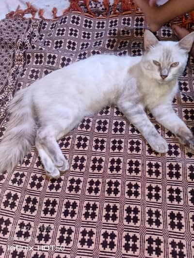 Beautiful Pure Siamese Male Cat for Sale