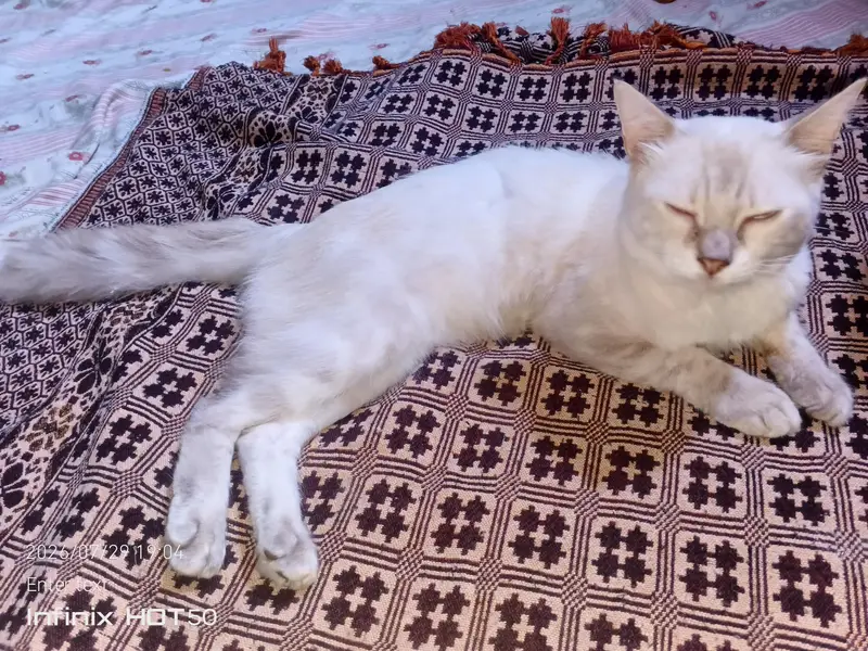 Beautiful Pure Siamese Male Cat for Sale — photo 2