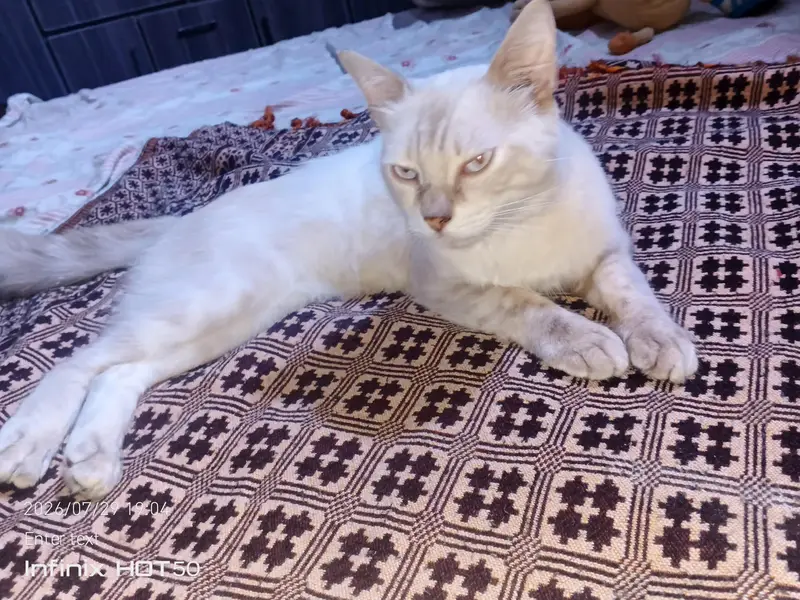 Beautiful Pure Siamese Male Cat for Sale — photo 3