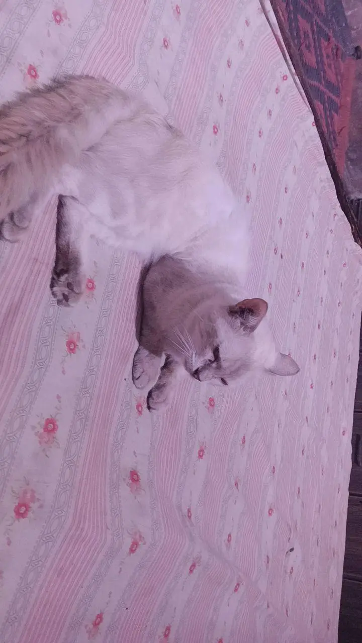 Beautiful Pure Siamese Male Cat for Sale — photo 4