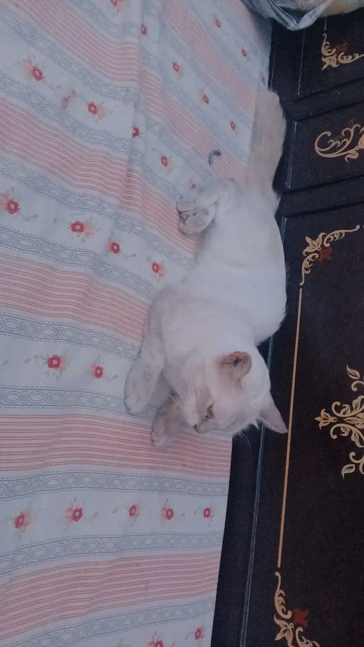 Beautiful Pure Siamese Male Cat for Sale — photo 5