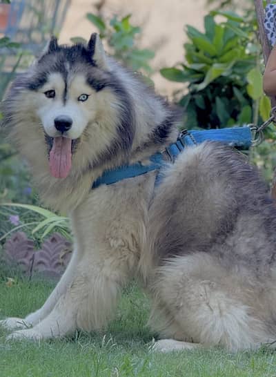 Siberian husky pair long coat