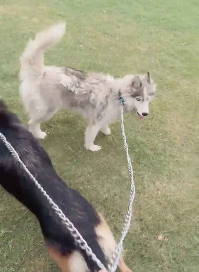 Siberian husky pair long coat — photo 2
