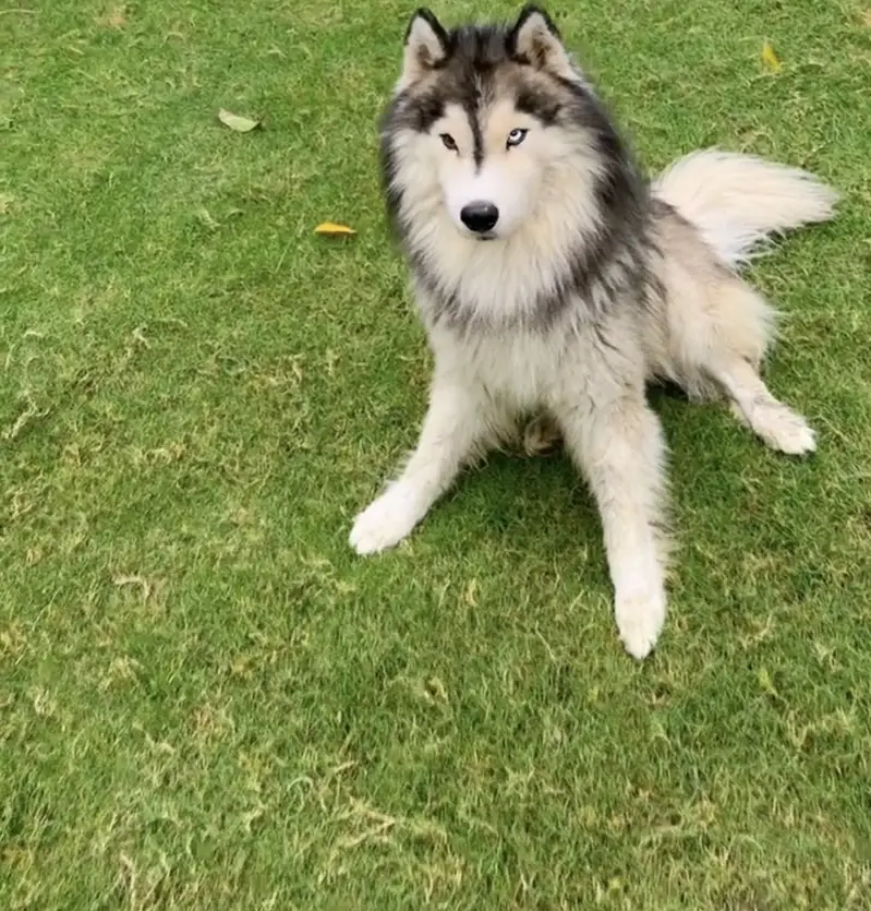 Siberian husky pair long coat — photo 3