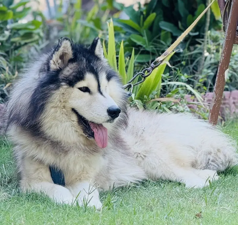 Siberian husky pair long coat — photo 4