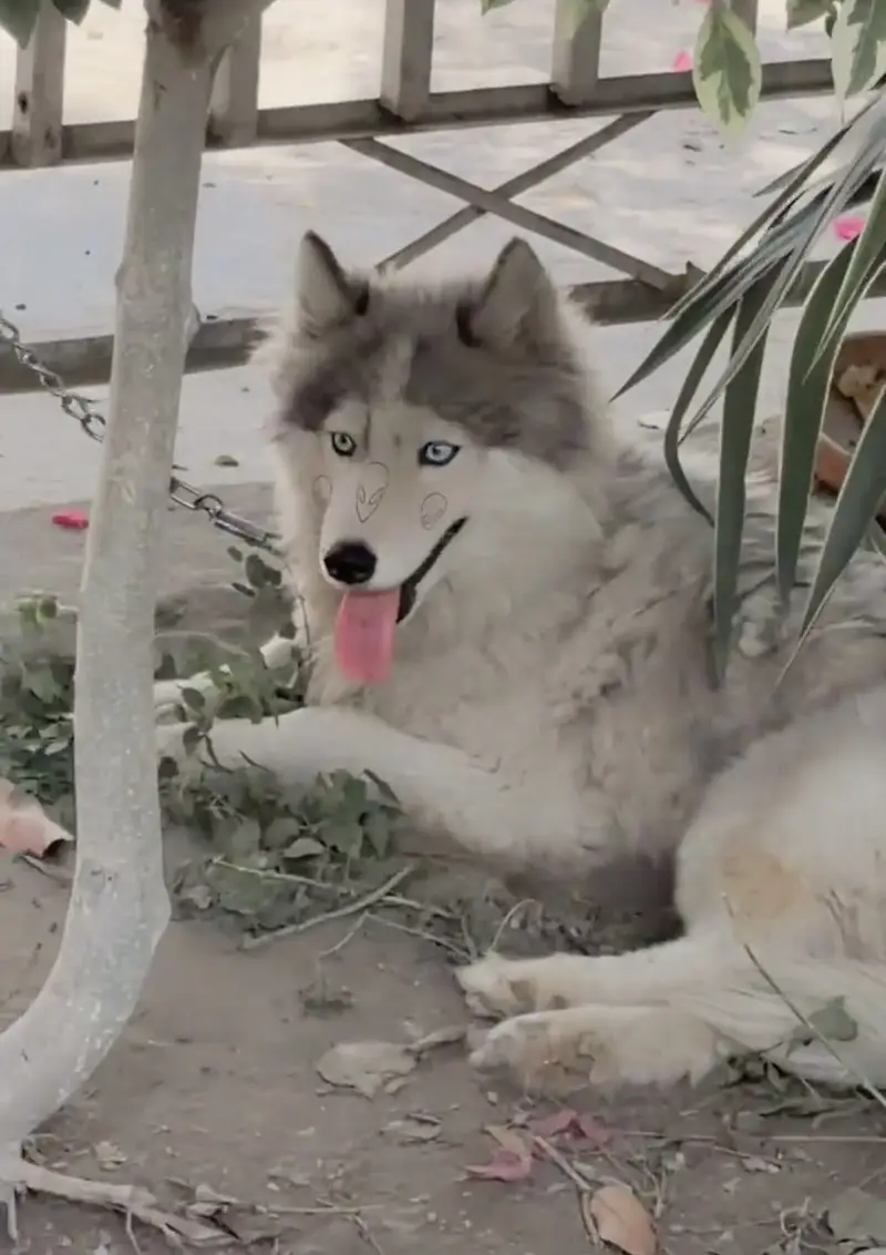 Siberian husky pair long coat — photo 5