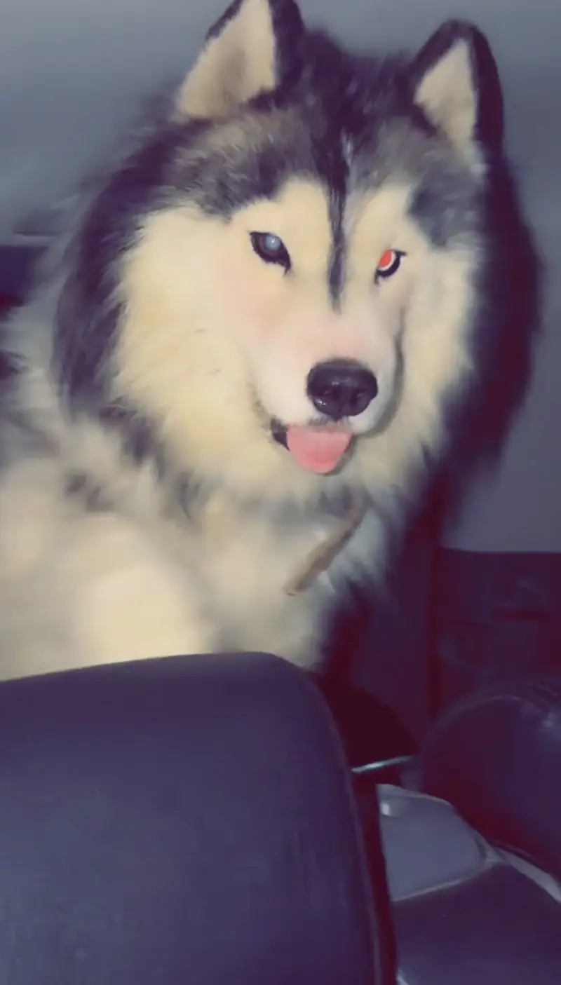Siberian husky pair long coat — photo 6