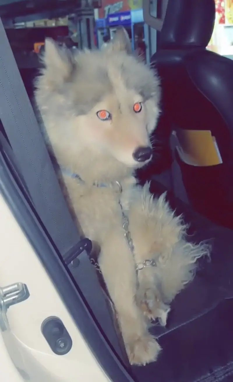 Siberian husky pair long coat — photo 7
