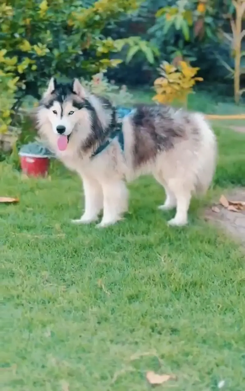 Siberian husky pair long coat — photo 8