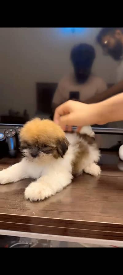 shitzu healthy active puppy