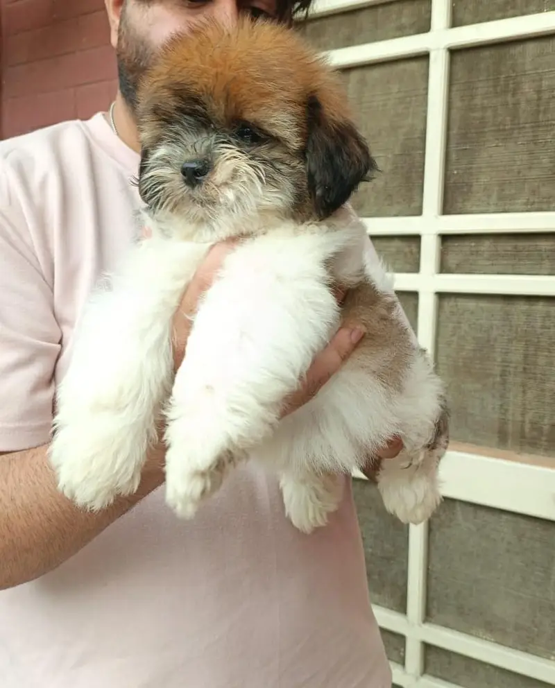 shitzu healthy active puppy — photo 2