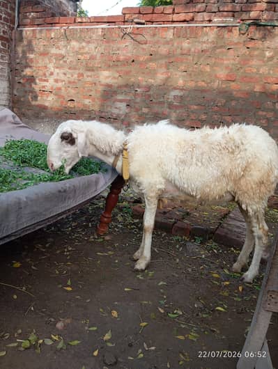 Mundri sheep Urgent for sale