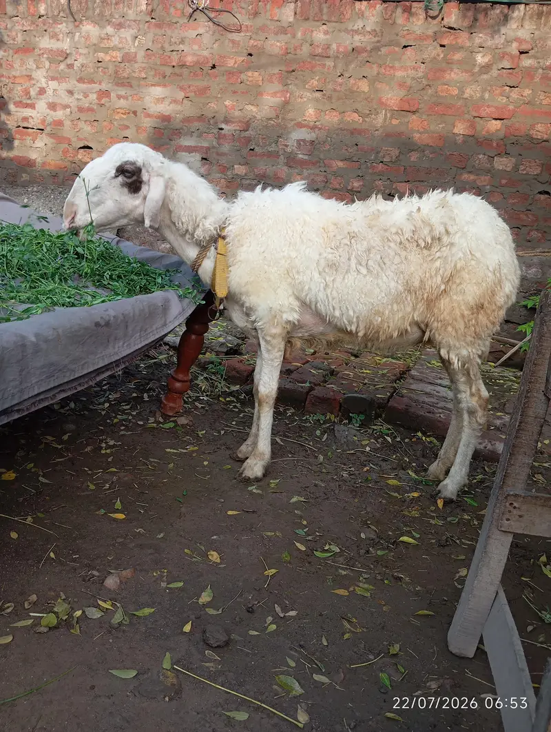 Mundri sheep Urgent for sale — photo 2