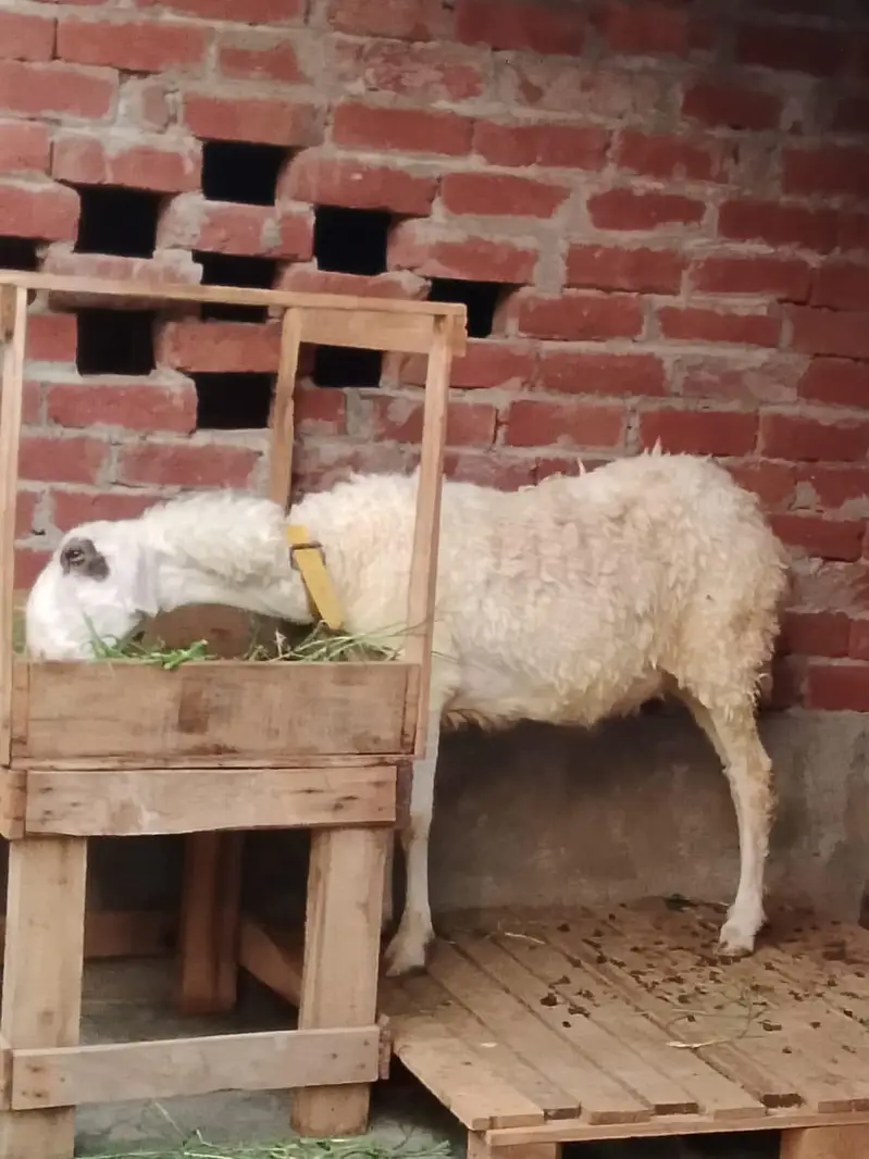 Mundri sheep Urgent for sale — photo 3