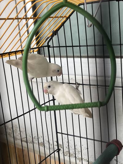 Albino Lovebird