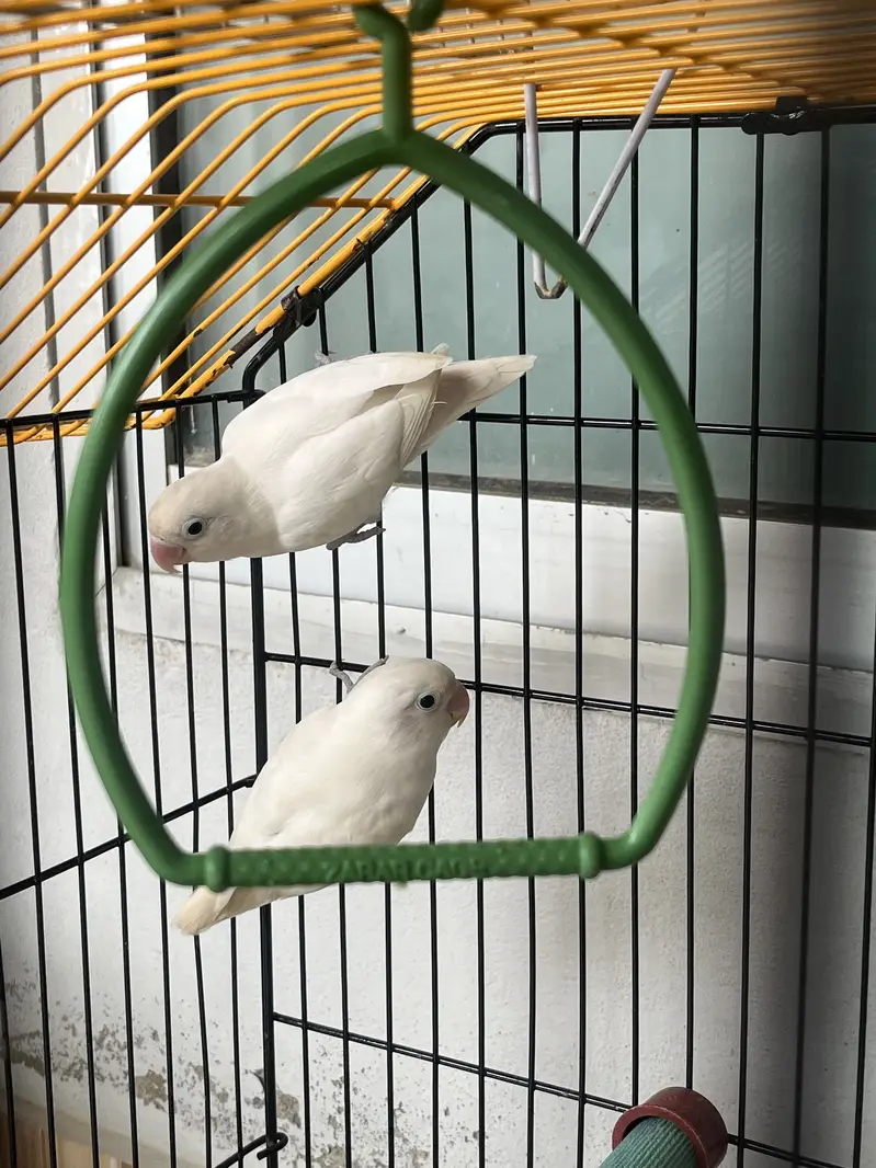 Albino Lovebird — photo 2