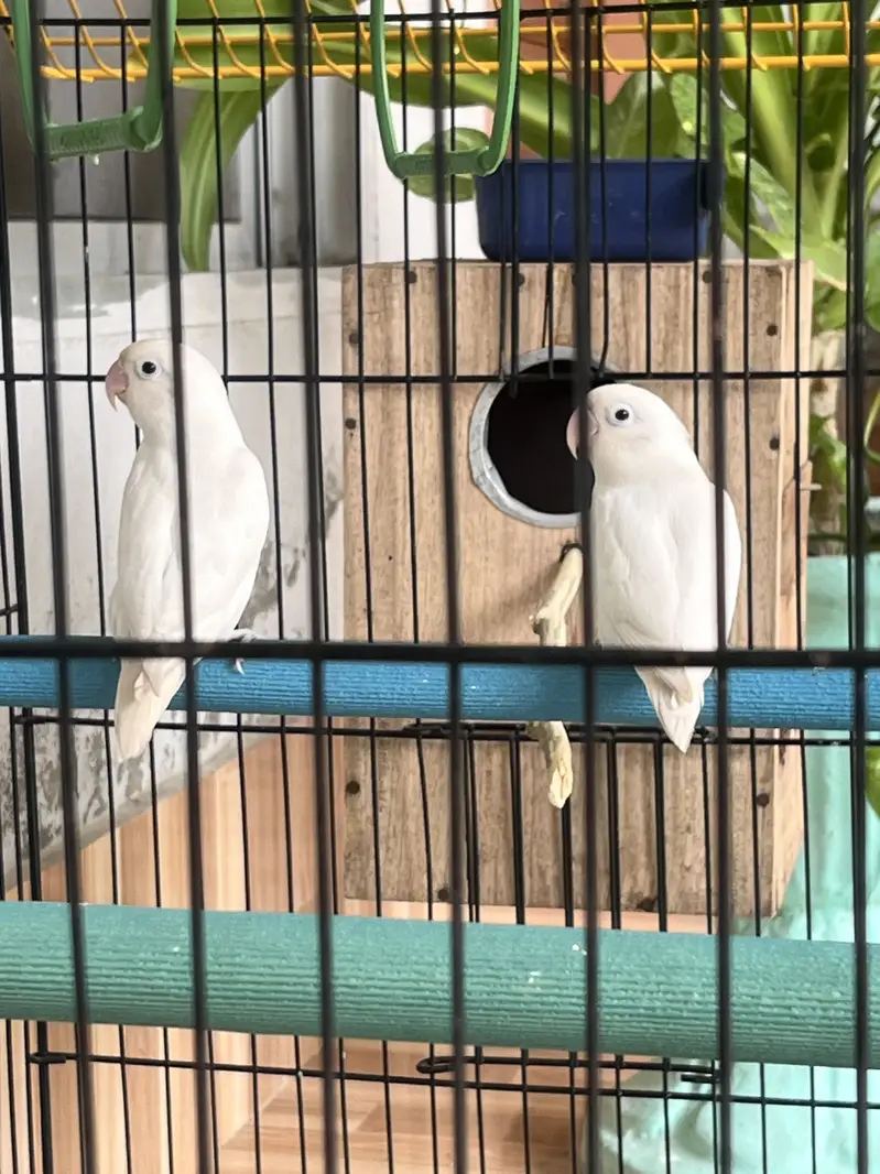 Albino Lovebird — photo 3