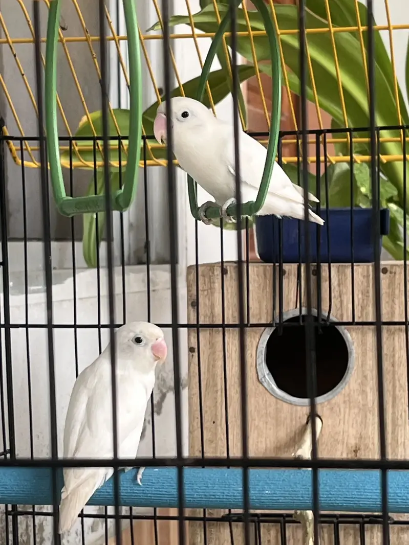 Albino Lovebird — photo 4
