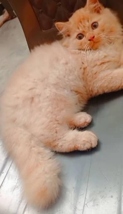 Persian cat for sale