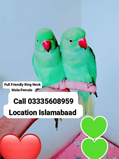 Pair Hand Tamed Full Friendly Green Ring Neck Parrots Jumbo Size