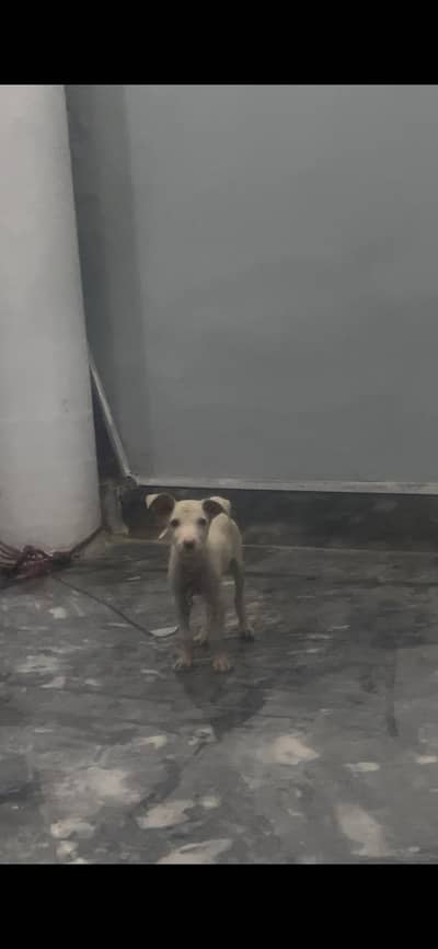 dogs for sale