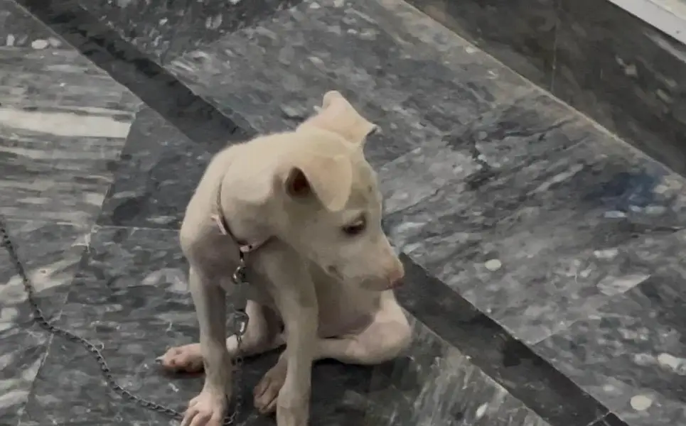 dogs for sale — photo 3