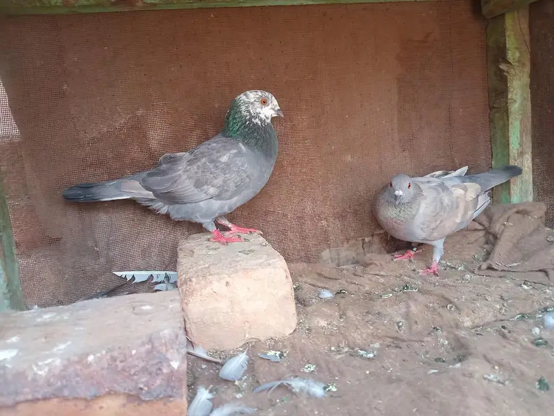 khara breder pair — photo 2