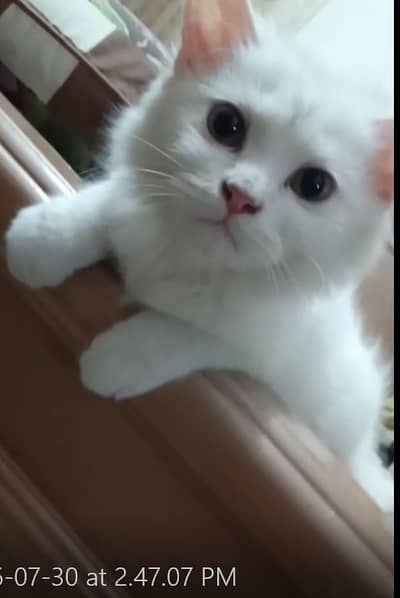 Kitten White Baby doll