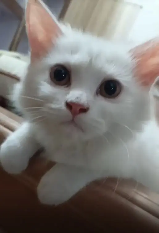 Kitten White Baby doll — photo 2