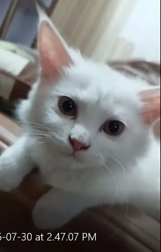Kitten White Baby doll — photo 3