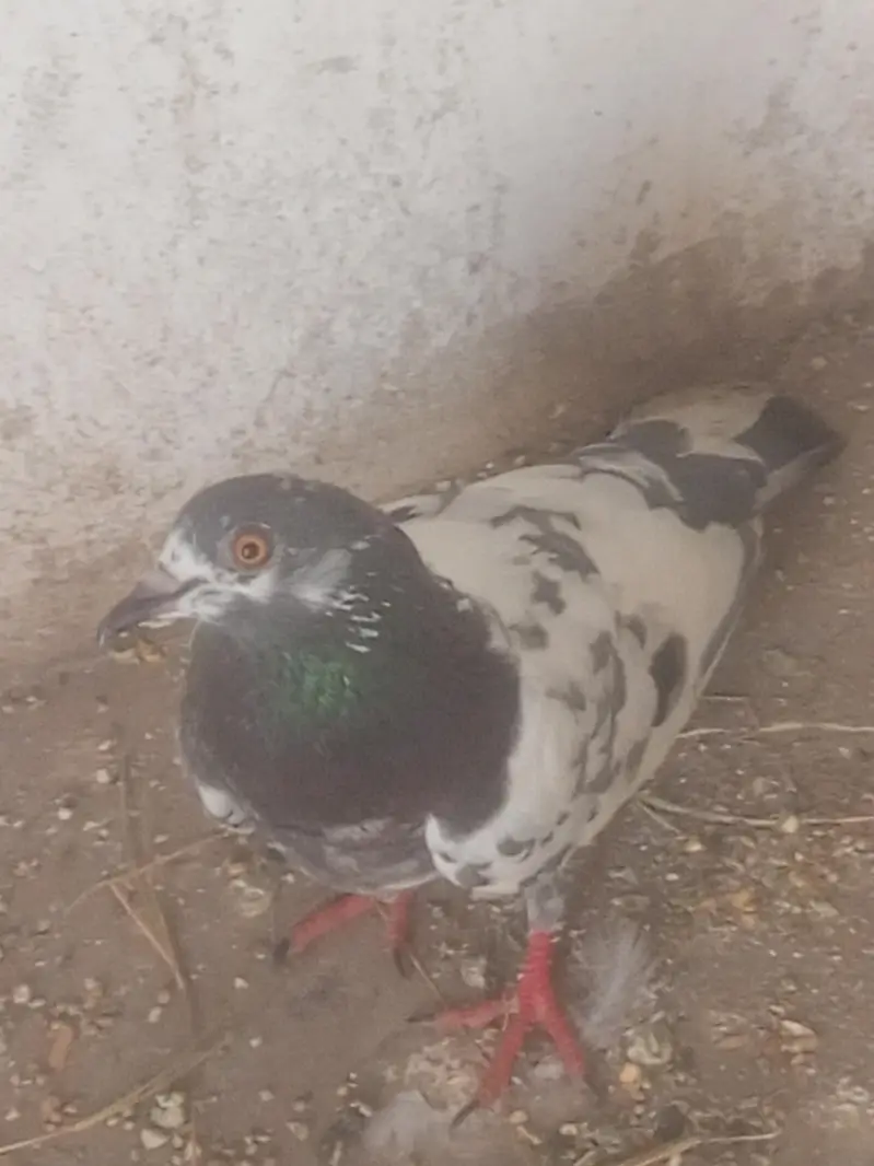 Khubsurat and healthy Hai Jisko bhi chahiye wo Rabta Karen Mujhse — photo 2