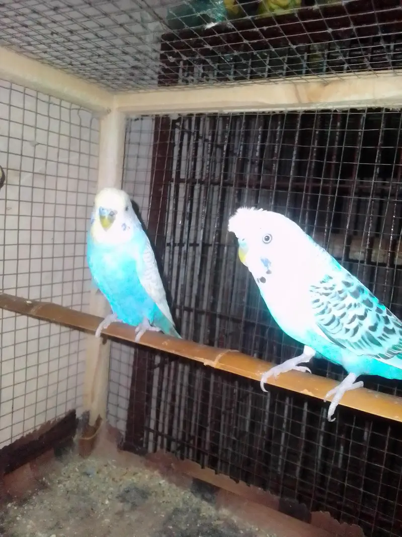 rainbow and crusted males — photo 2