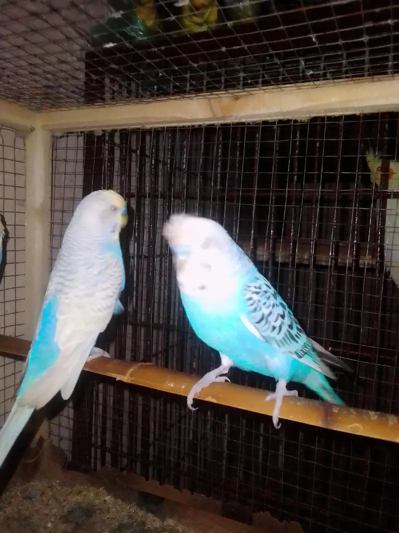 rainbow and crusted males — photo 3