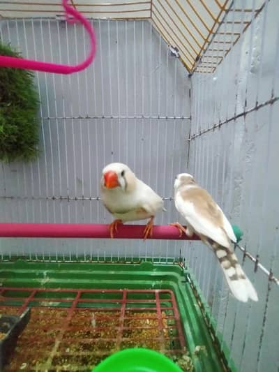 finch piar with cage