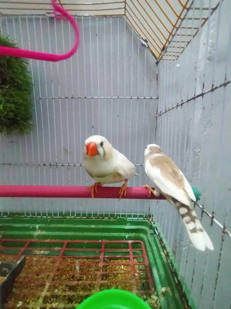 finch piar with cage
