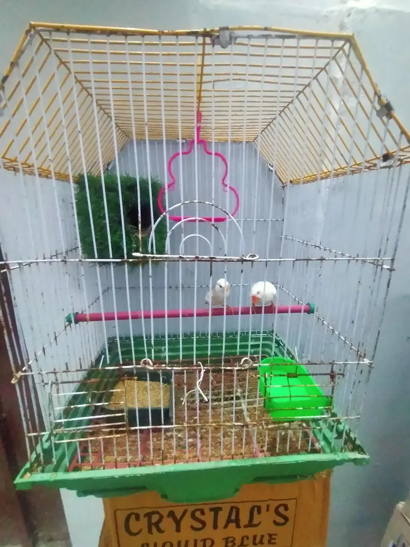 finch piar with cage — photo 2