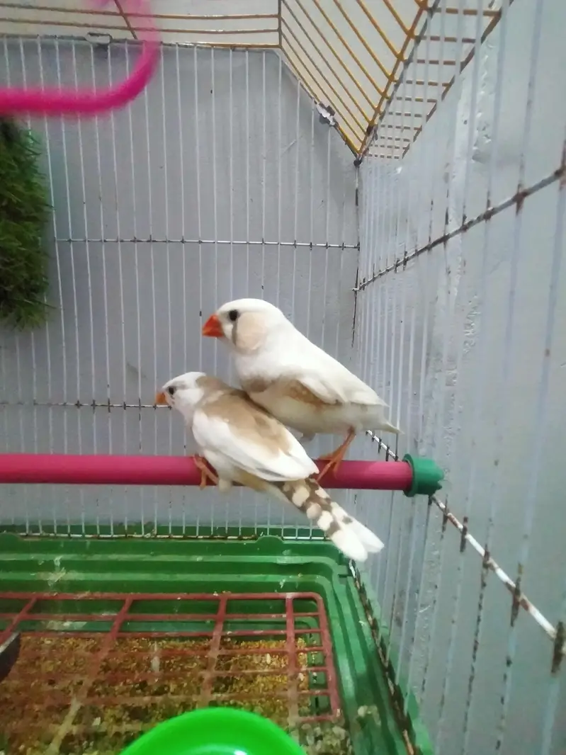 finch piar with cage — photo 3