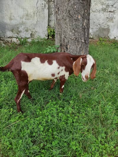 goat for sale