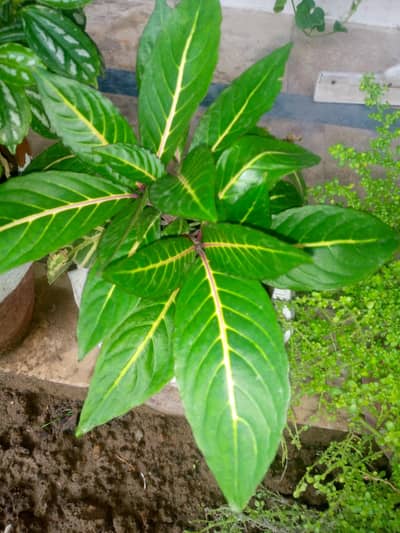 Beautiful plants for sale