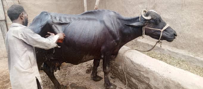 bhains for sale