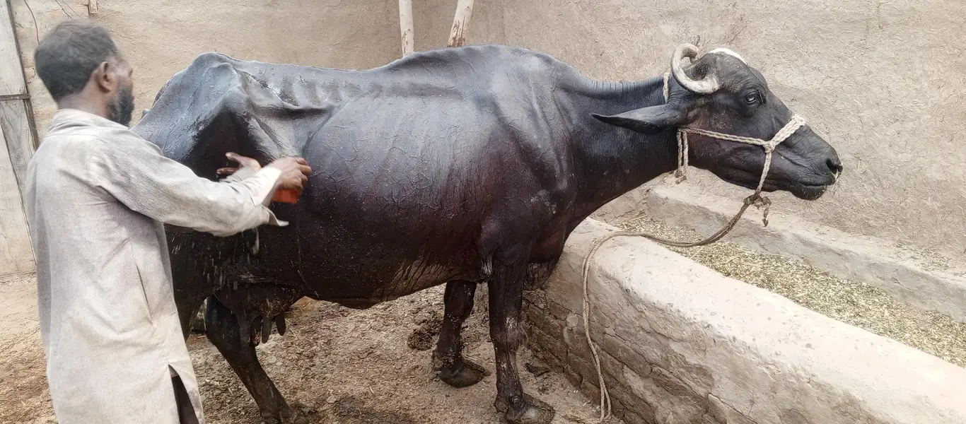 bhains for sale