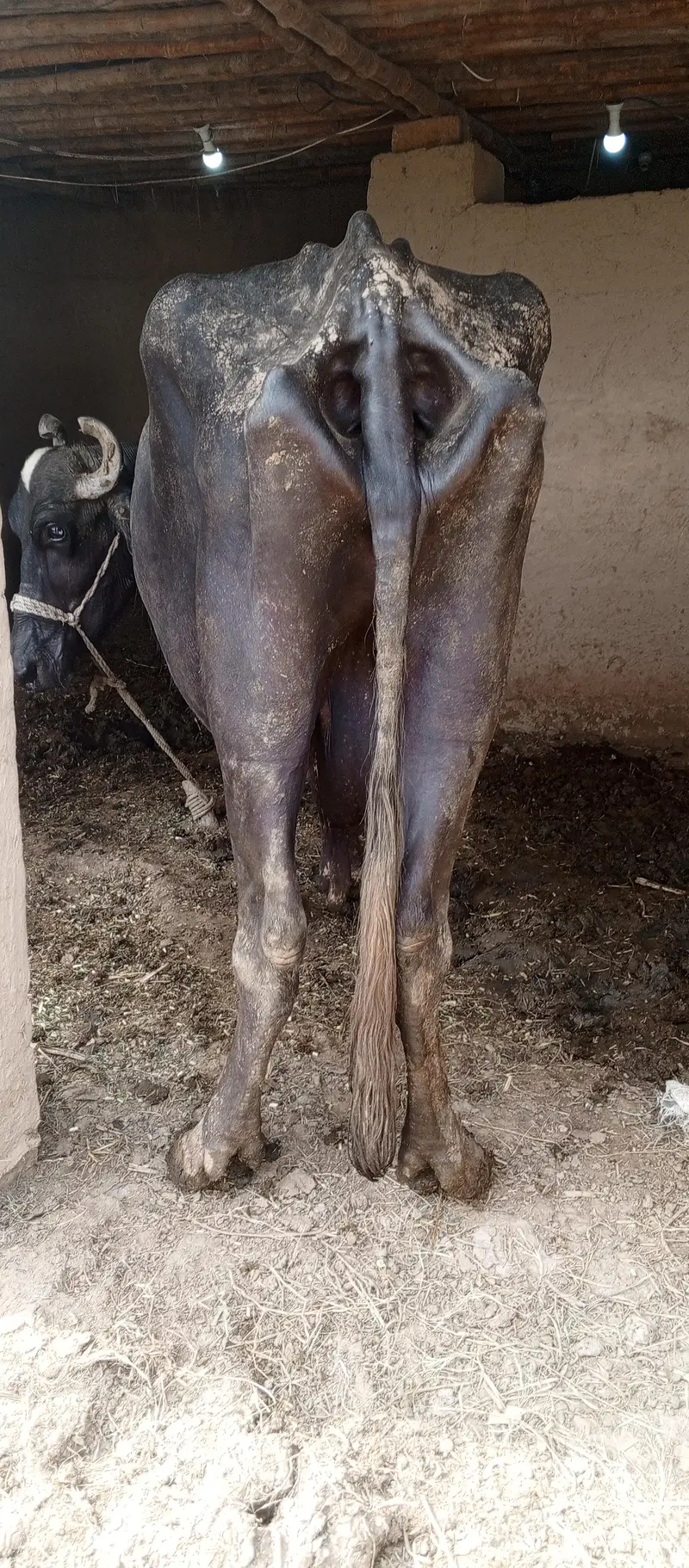 bhains for sale — photo 2