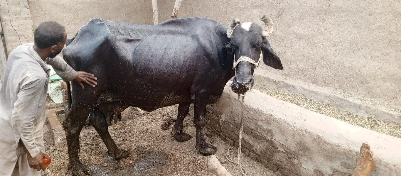 bhains for sale — photo 3